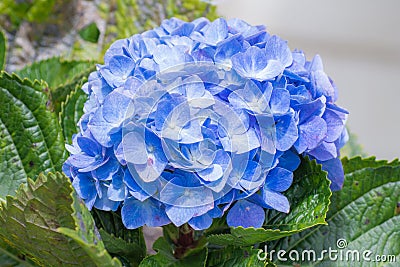 Hydrangeas Stock Photo