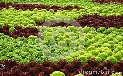 Hydro-phonic Lettuces Stock Photo