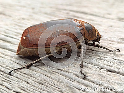 Big brown water beetle (Hydrophilidae) crawling on wall cement background Stock Photo