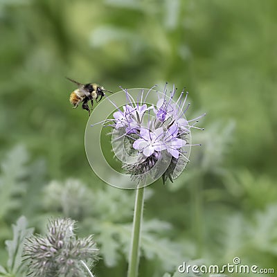 Tricolored Bumblebee & Lacy Phacelia or Lacy Scorpion-weed Stock Photo
