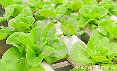 Hydroponic butterhead green lettuce. Stock Photo