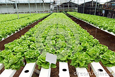 Hydroponic butterhead lettuce Stock Photo