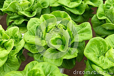 Hydroponic butterhead lettuce Stock Photo