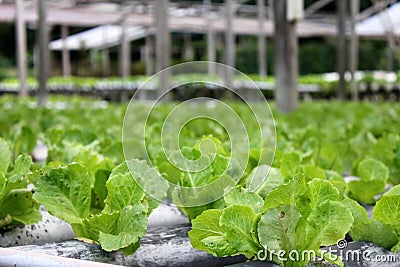 Hydroponic cultivation of lettuce Stock Photo