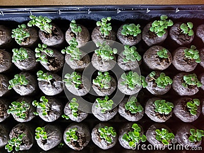 Hydroponic DYI garden starter plants in natural pods Stock Photo