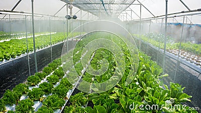 Hydroponic farming of salad leaves Stock Photo