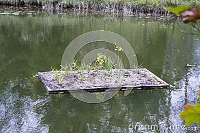 Floating Hydroponic Garden on the Ausable River in Autumn Stock Photo