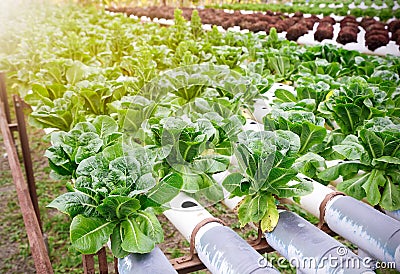 Hydroponic garden Stock Photo