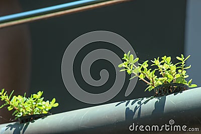 Hydroponic garden system, horizontal planting using tube, tube gardening, floriculture and modern gardening. Stock Photo