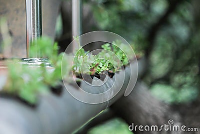 Hydroponic garden system, horizontal planting using tube, tube gardening, floriculture and modern gardening. Stock Photo