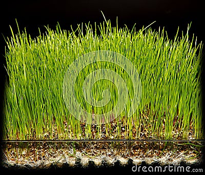 Hydroponic gardening grass Stock Photo