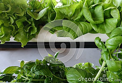 Hydroponic Gardening with Lettuce and Basil Stock Photo