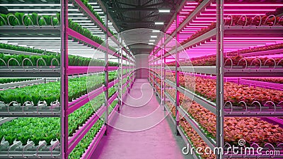 Hydroponic indoor vegetable plant factory in exhibition space warehouse. Interior of the farm hydroponics. Green salad farm in Stock Photo