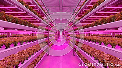 Hydroponic indoor vegetable plant factory in exhibition space warehouse. Interior of the farm hydroponics. Green salad farm. Stock Photo