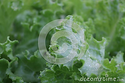 hydroponic lettuce cultivation leaves with water drops Stock Photo