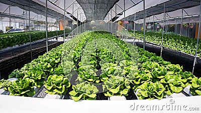 Hydroponic salad leaves Stock Photo