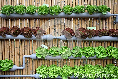 Hydroponic salad vegetable. Stock Photo