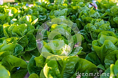 Hydroponic salad vegetables lettuce in hydroponics system farm plantation Stock Photo