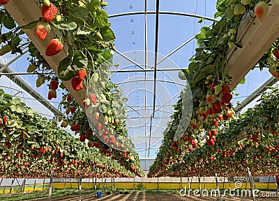 Hydroponic strawberry cultivation in hanging beds Stock Photo