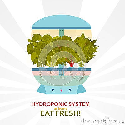 Hydroponic system for indoor gardening Vector Illustration