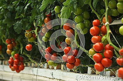 Hydroponic tomato Stock Photo