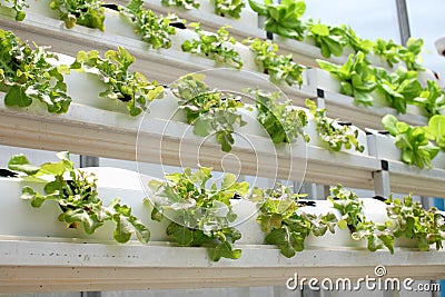 Hydroponic vegetable Stock Photo