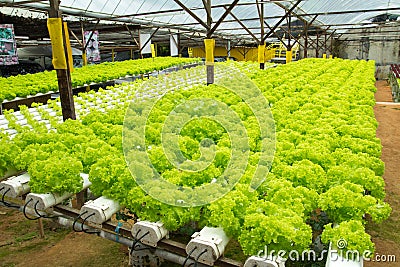 Hydroponic vegetable farm Stock Photo