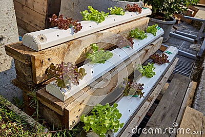 Hydroponic vegetable farm Stock Photo