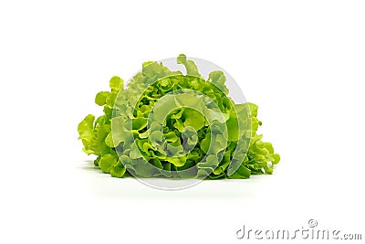 Hydroponic vegetable leaves, Green Oak Lettuce Stock Photo