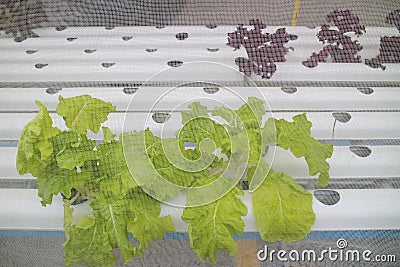 Hydroponic vegetable is planted in nursery Stock Photo