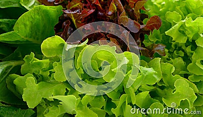 Hydroponic vegetable, vegetable Green Oak, Red Coral Stock Photo