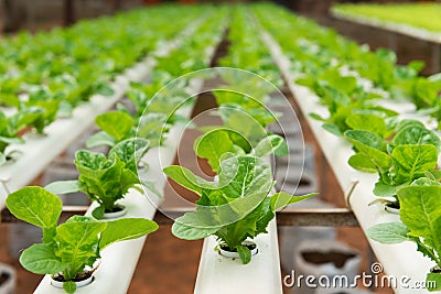 Hydroponic vegetable Stock Photo