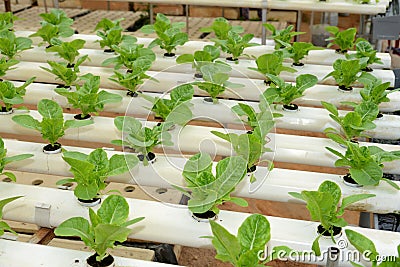 Hydroponic vegetables Farm Stock Photo