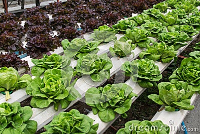 Hydroponic vegetables growing in greenhouse Stock Photo