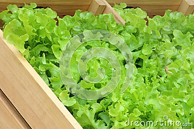 Hydroponic vegetables, Growing vegetables Stock Photo