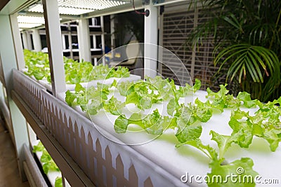 Hydroponic vegetables at the indoor Stock Photo