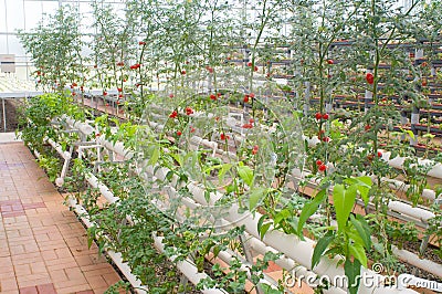 Hydroponic vegetables Stock Photo