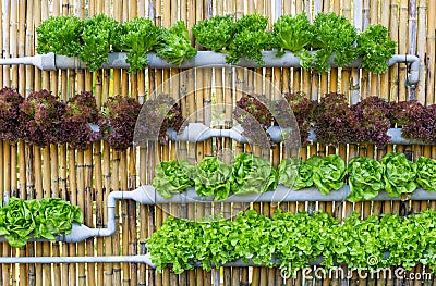 Hydroponic Vertical Gardening Stock Photo