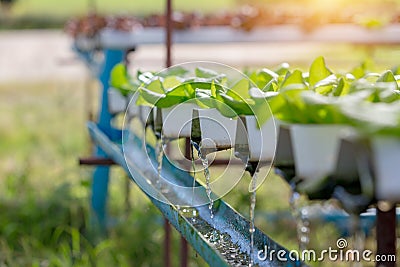 Hydroponic water system in the greenhouse for green oak vegetable Stock Photo