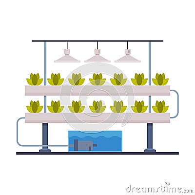 Hydroponics and Aeroponics Gardening System, Eco Friendly Organic Farming Technology with Plants Growing In Pots and Vector Illustration