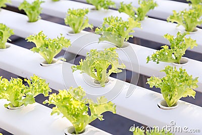 Hydroponics greenhouse. Organic green vegetables salad in hydroponics farm for health, food and agriculture concept design. Stock Photo