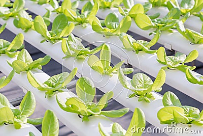 Hydroponics greenhouse. Organic vegetables salad in hydroponics farm for health, food and agriculture concept design. Stock Photo