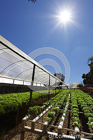 Hydroponics outdoors Editorial Stock Photo