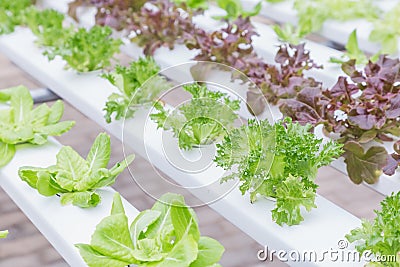 Hydroponics system greenhouse and organic vegetables salad in farm for health, food and agriculture concept design Stock Photo