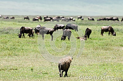 Hyena Stock Photo