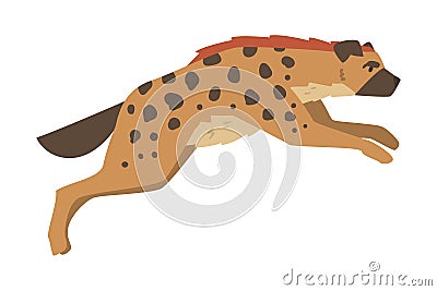 Hyena as Carnivore Mammal with Spotted Coat and Rounded Ears Running Vector Illustration Vector Illustration