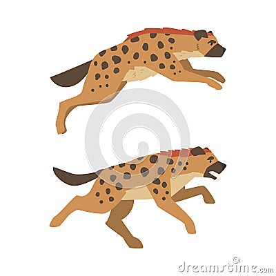 Hyena as Carnivore Mammal with Spotted Coat and Rounded Ears Running Vector Set Vector Illustration