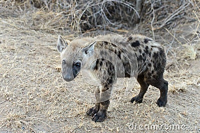 A hyena with bright ayes Stock Photo