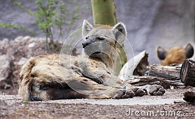 A Hyena, Hyaenidae, is Roused from its Nap Stock Photo