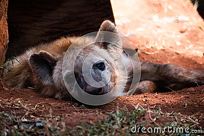 Hyena Looking at me with innocent eyes Stock Photo